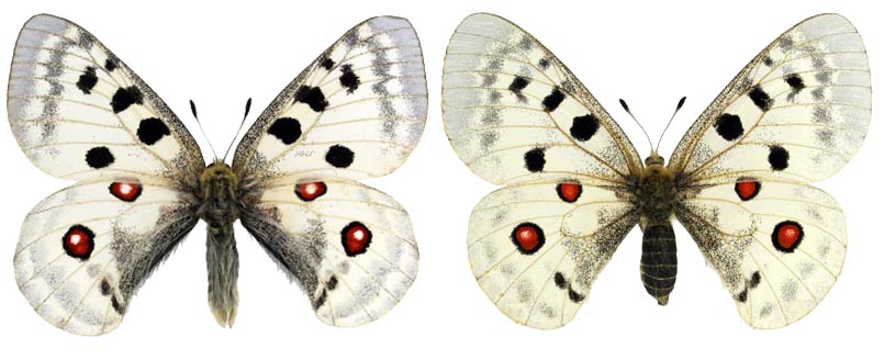  Parnassius apollo ciscaucasicus Sheljuzhko, 1924. Самец, самка. 15.07.2008, Дагестан, хребет Кабяктепе, 2300 м над ур. м. Собрал В. В. Тихонов. 